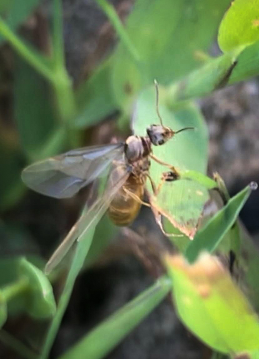 Did You Notice the Flying Ants on Friday?